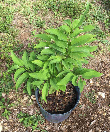Red Sugar Apple, Sweetsop, Annona Tree